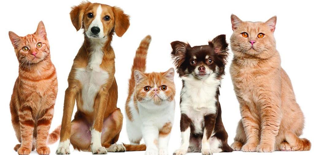 Доска объявлений о животных | ЗооТом - продажа, вязка и услуги для животных в Зарайске