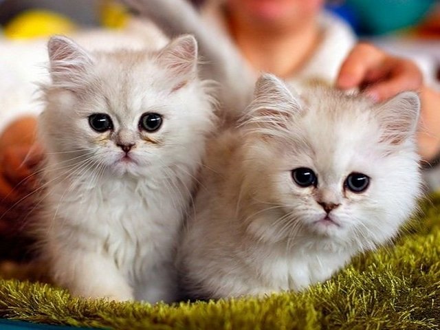 Породы кошек в Зарайске | ЗооТом портал о животных