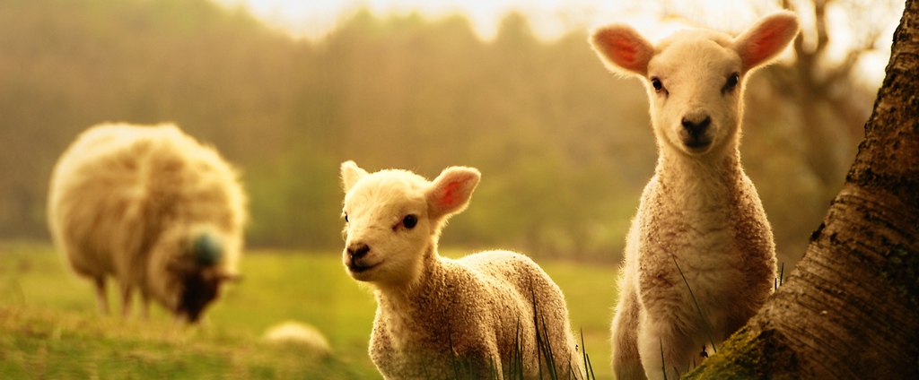 Объявления о сельскохозяйственных животных | ЗооТом - продажа, вязка и услуги для животных в Зарайске