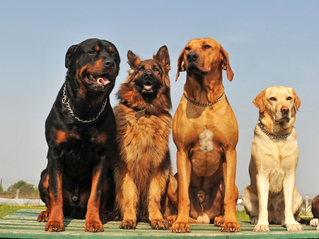 Крупные породы собак в Зарайске | ЗооТом портал о животных